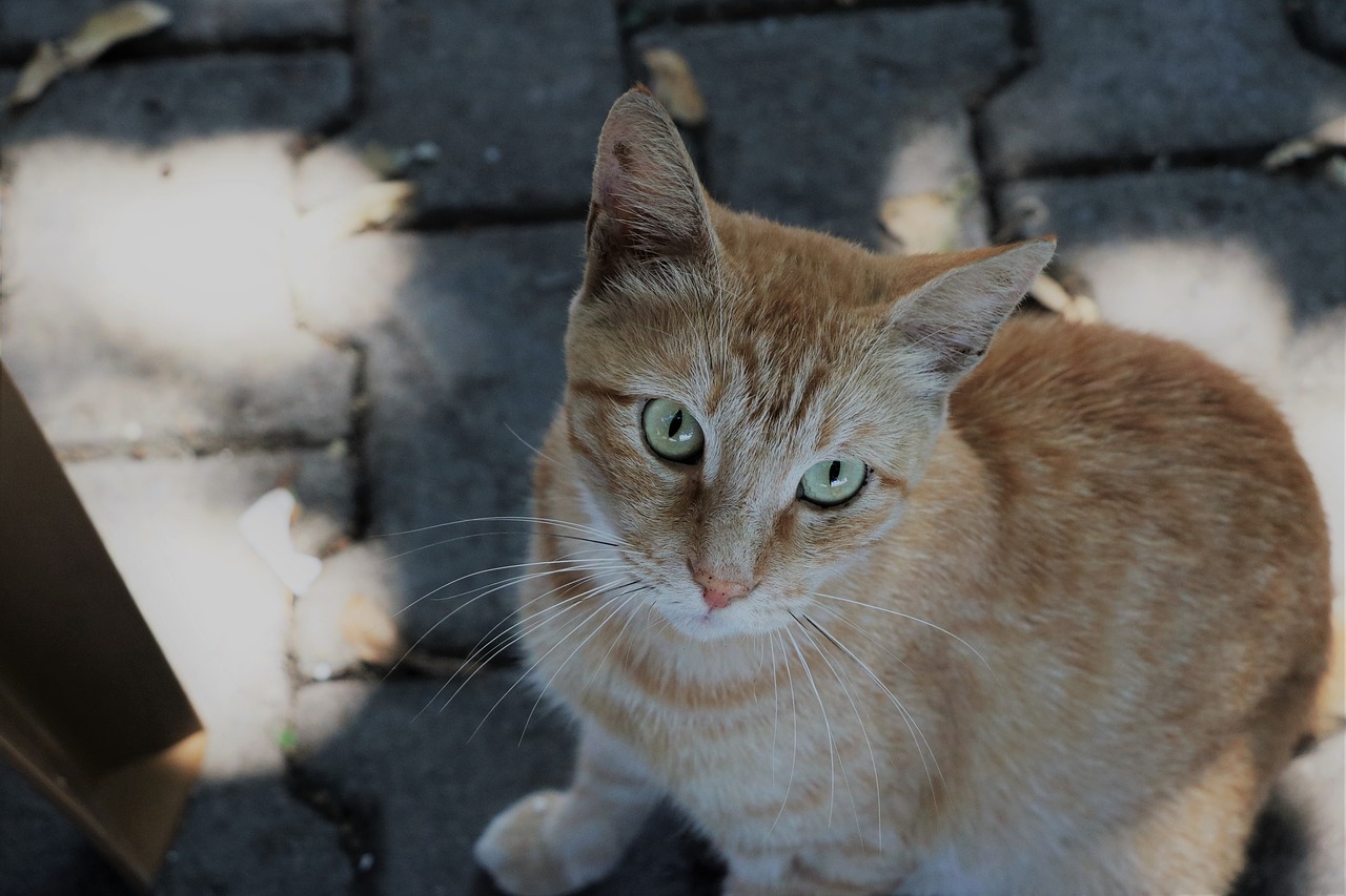 Katė, Portretas, Istanbulas, Nemokamos Nuotraukos,  Nemokama Licenzija