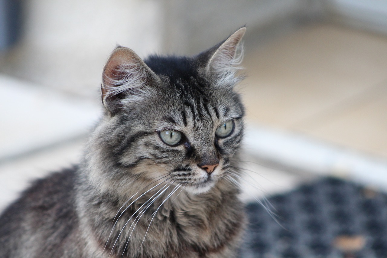 Katė, Gyvūnas, Gyvūnai, Kačių Akys, Kačių, Tarptautinė Katės Diena, Žvėrys, Veislynas, Tabby Katė, Veislyno Tigras