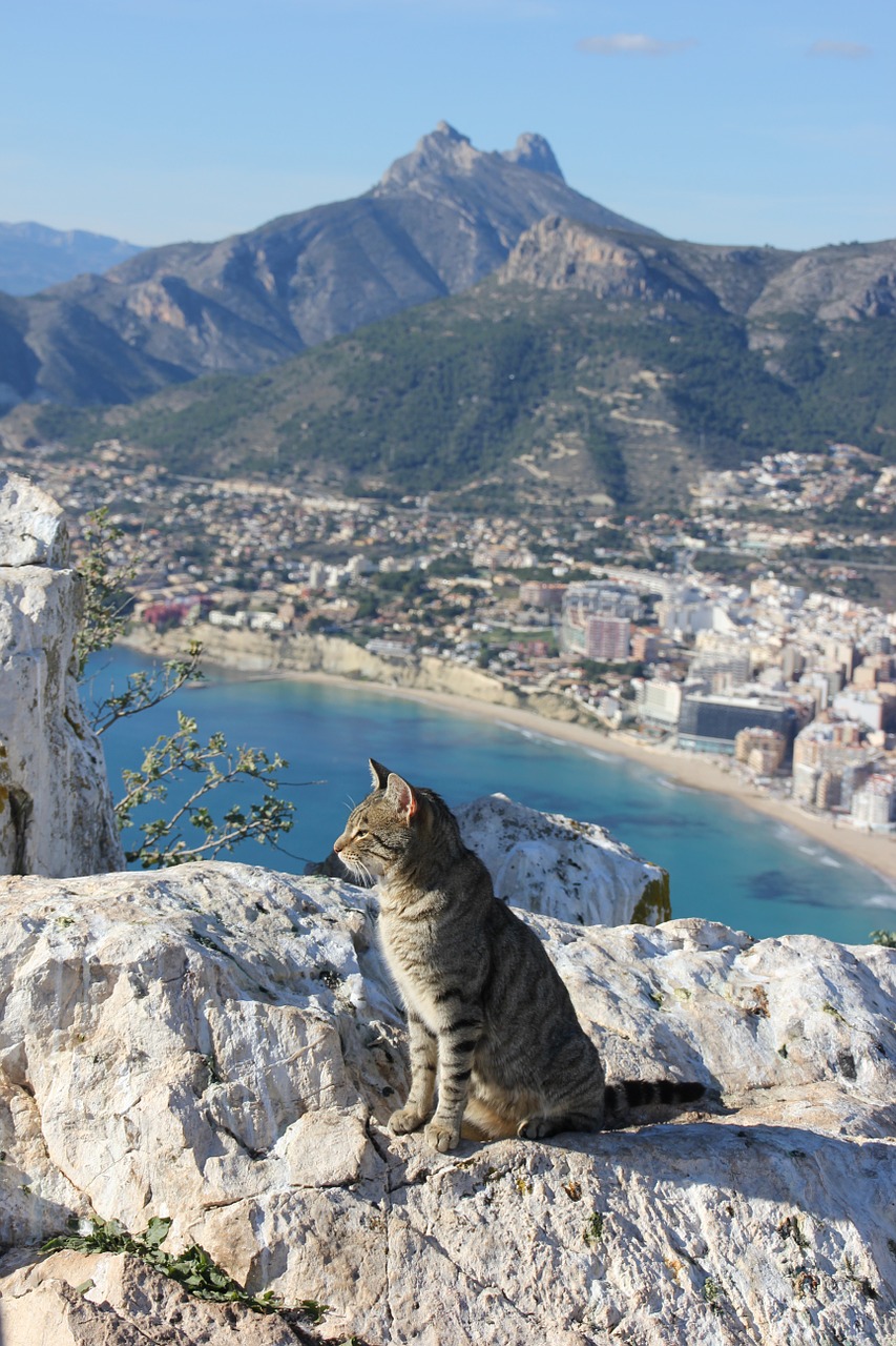 Katė, Kačių, Skalauti, Alicante, Ispanija, Nemokamos Nuotraukos,  Nemokama Licenzija