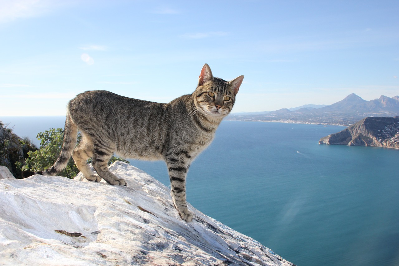 Katė, Kačių, Skalauti, Alicante, Ispanija, Nemokamos Nuotraukos,  Nemokama Licenzija