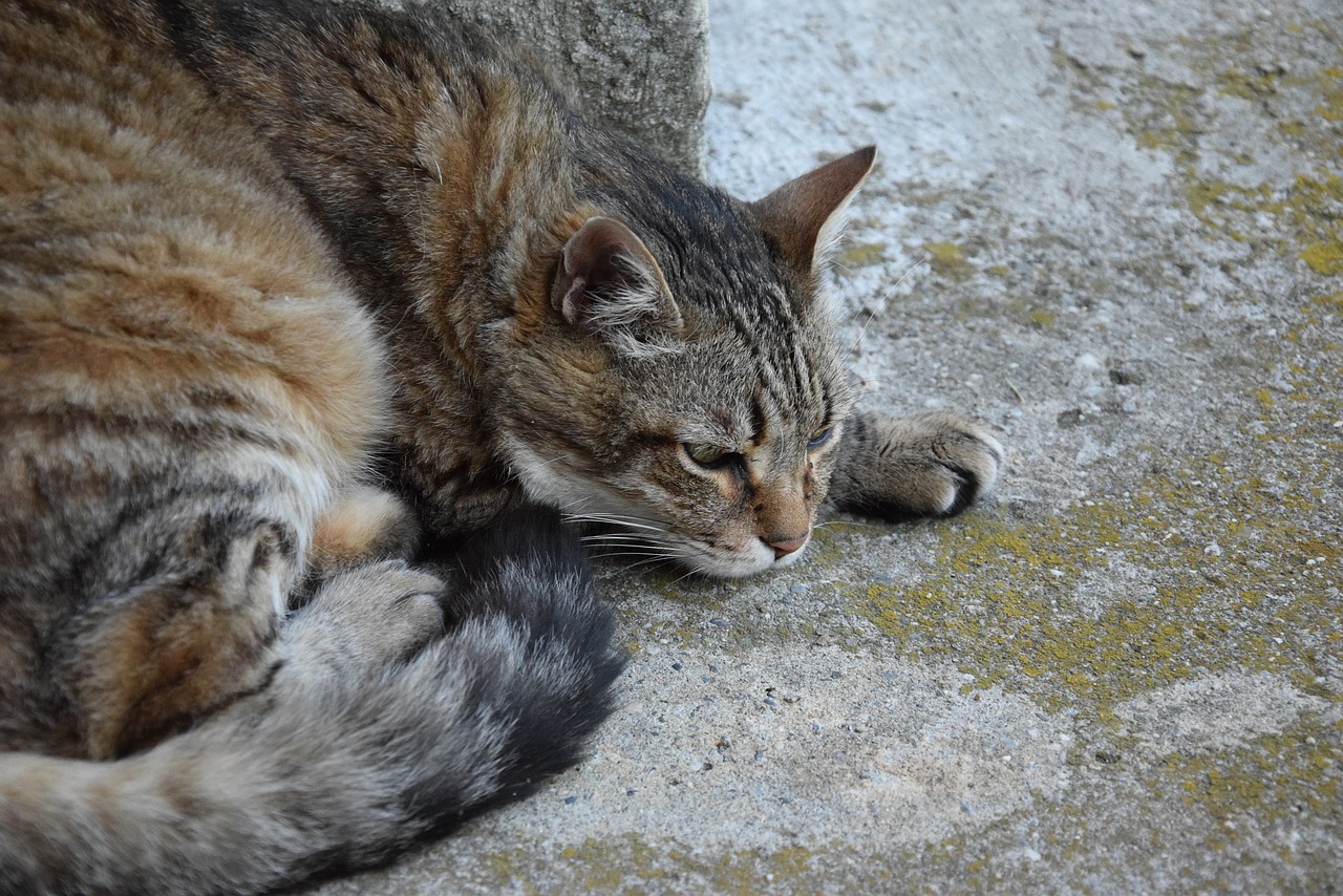 Katė, Gyvūnas, Naminis Gyvūnas, Katė Guli, Tabby Katė, Kačių, Pilka Katė, Katė, Kuri Miega, Alėja Katė