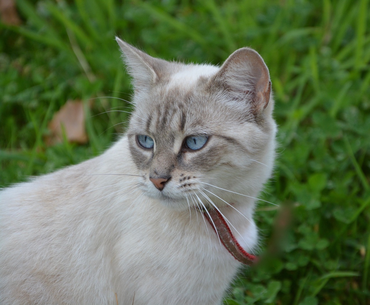 Katė, Pussy, Moteris, Atrodo, Mėlynos Akys, Naminis Gyvūnas, Kačių, Kačių Akys, Portretas, Nemokamos Nuotraukos