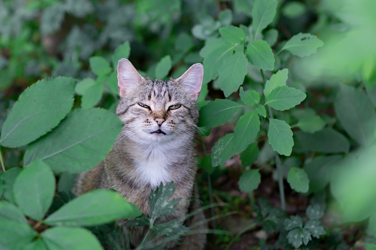 Katė, Gyvūnas, Gyvūnai, Naminis Gyvūnas, Wildcat, Nemokamos Nuotraukos,  Nemokama Licenzija