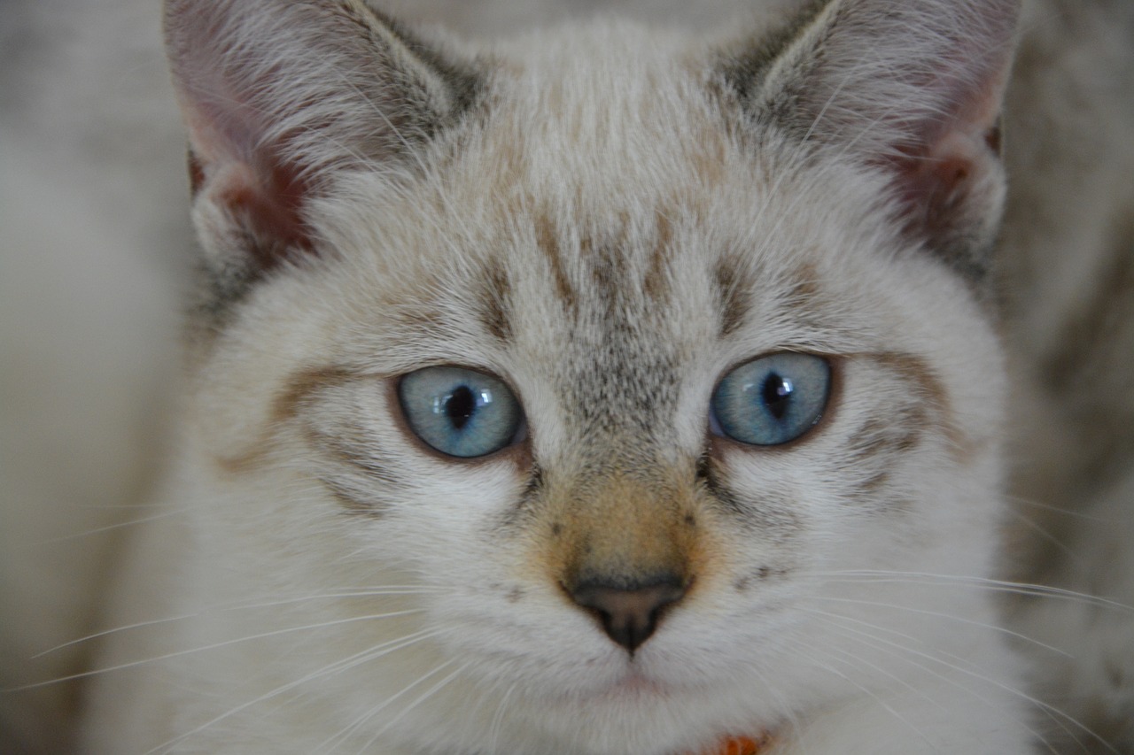 Katė, Kačiukas Mėlynos Akys, Atrodo, Kačių Akys, Mielas, Pritvirtinti, Kačiukas, Kačių, Nemokamos Nuotraukos,  Nemokama Licenzija