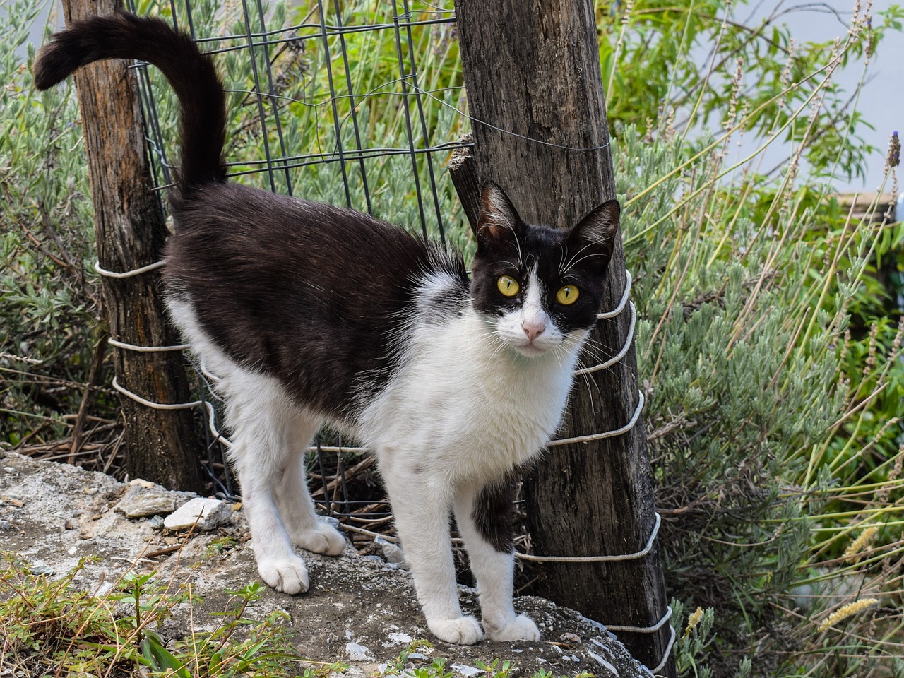 Katė, Bjaurus, Gyvūnas, Mielas, Kačiukas, Gamta, Lauke, Žiūri, Įdomu, Kaimas