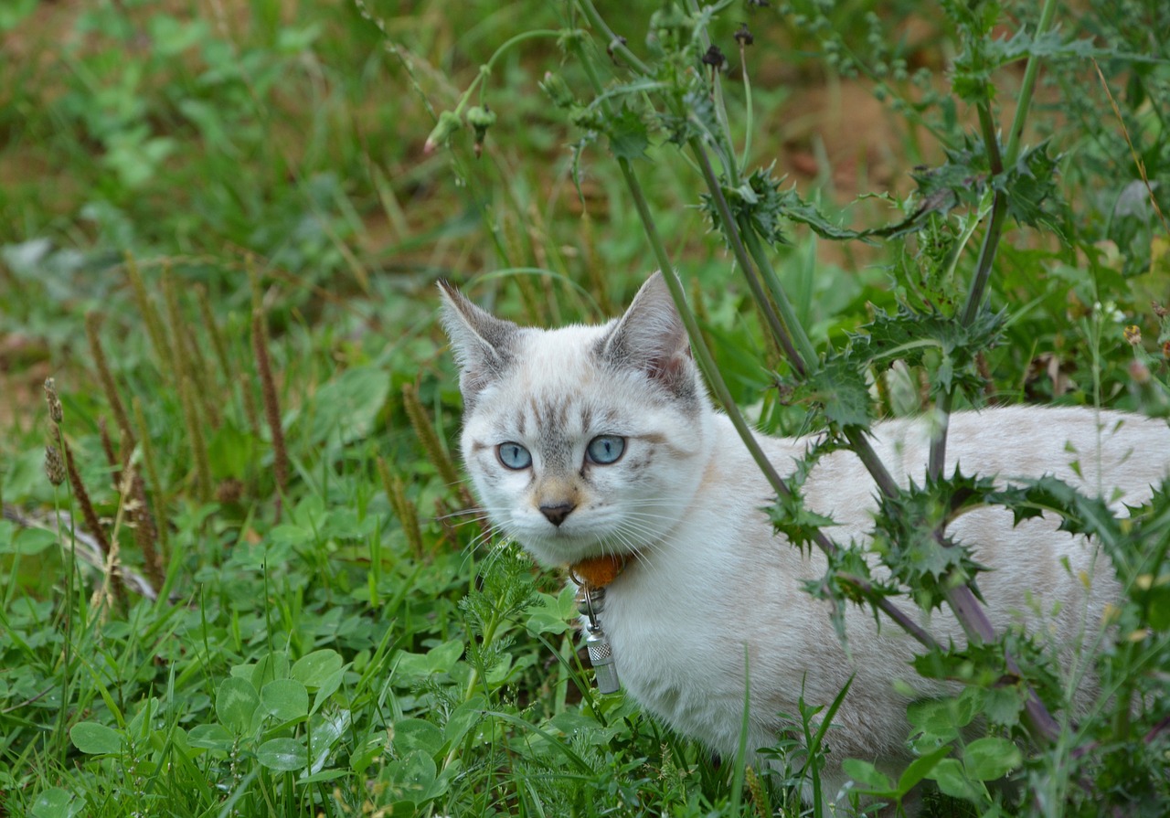 Katė, Pussy, Kačiukas, Jaunas Katinas, Atrodo, Mėlynos Akys, Kačių Akys, Kačių, Mielas, Naminis Gyvūnas