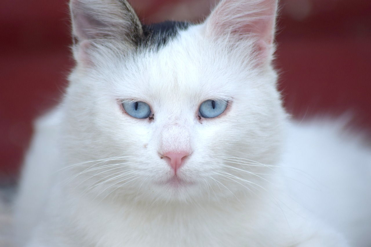 Katė, Kačių, Mėlynos Akys, Balta Katė, Graikija, Rhodes, Lindos, Nemokamos Nuotraukos,  Nemokama Licenzija