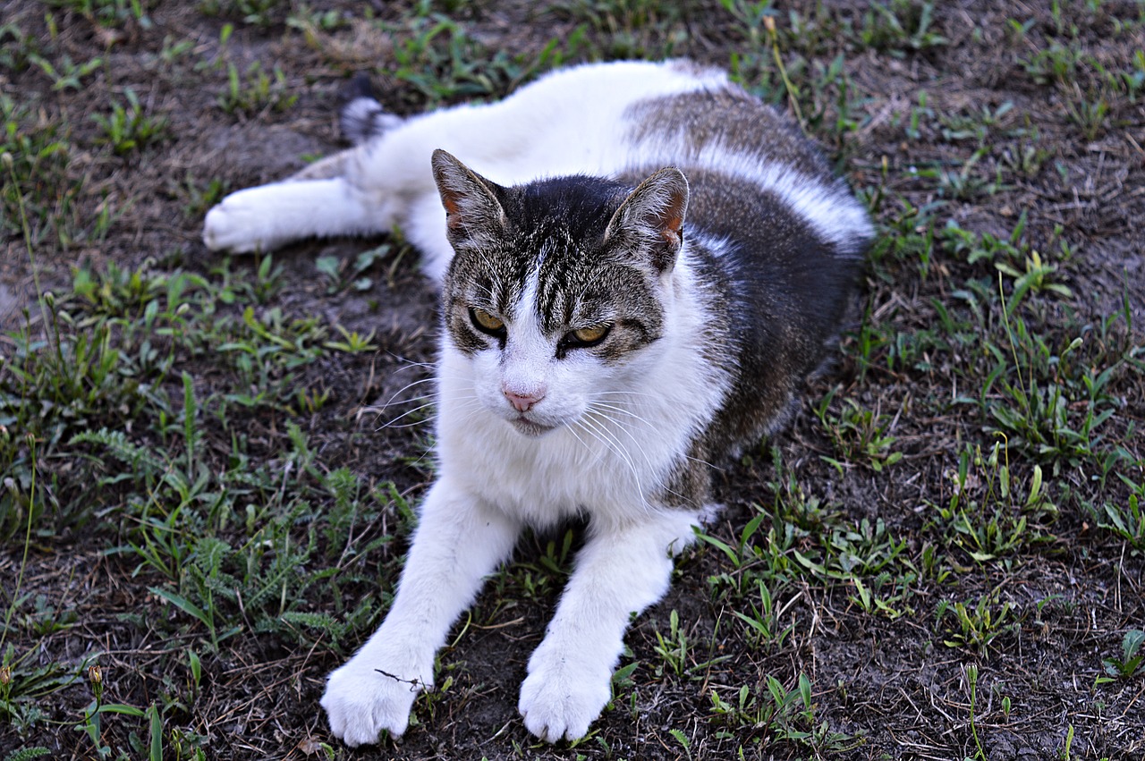 Katė, Tabby, Naminis Katinas, Kačiukas, Tabby Kačiukas, Augintiniai, Mano Mėgstamiausias, Mielas, Gyvūnas, Žiūri