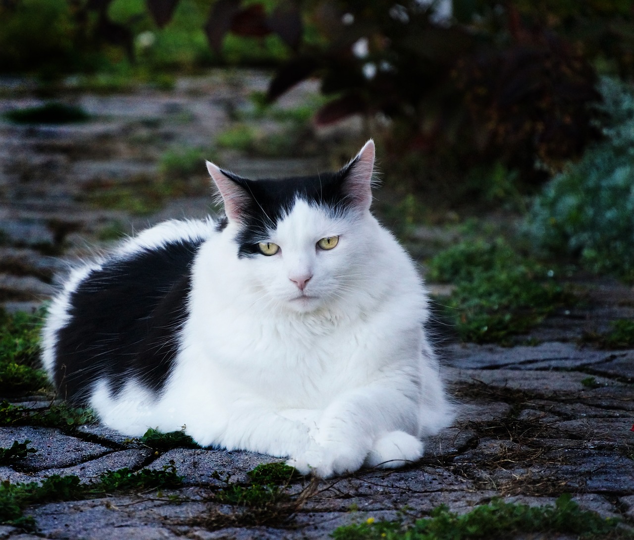 Katė, Naminis Gyvūnėlis, Juoda Ir Balta, Oreo, Kontrastas, Gyvūnas, Vidaus, Kačiukas, Nemokamos Nuotraukos,  Nemokama Licenzija