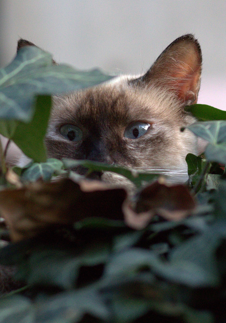 Katė, Burmese, Mėlynos Akys, Gražus, Nemokamos Nuotraukos,  Nemokama Licenzija