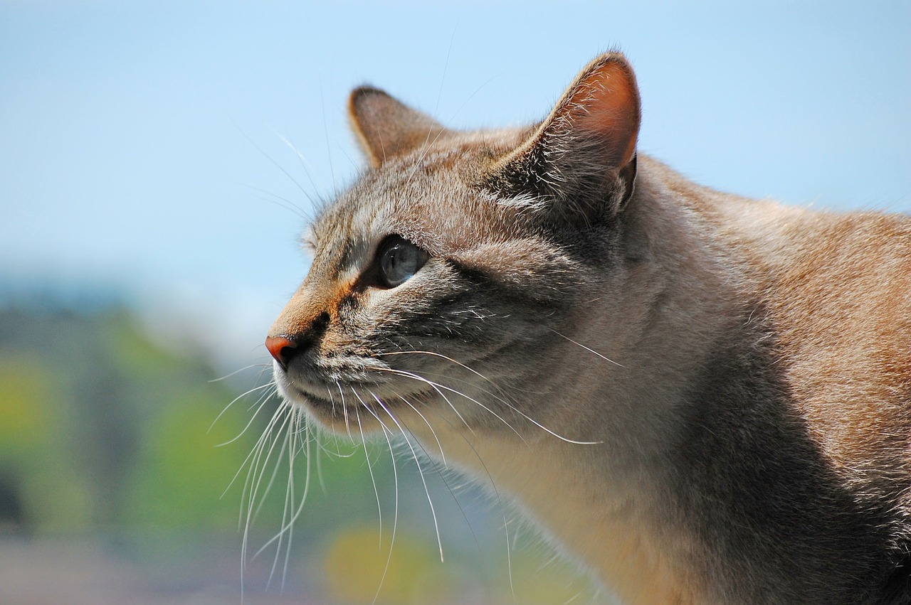 Katė, Tabby, Profilis, Kačių, Naminis Gyvūnėlis, Gyvūnas, Lauke, Gamta, Tabby Katė, Minkštas Kailis