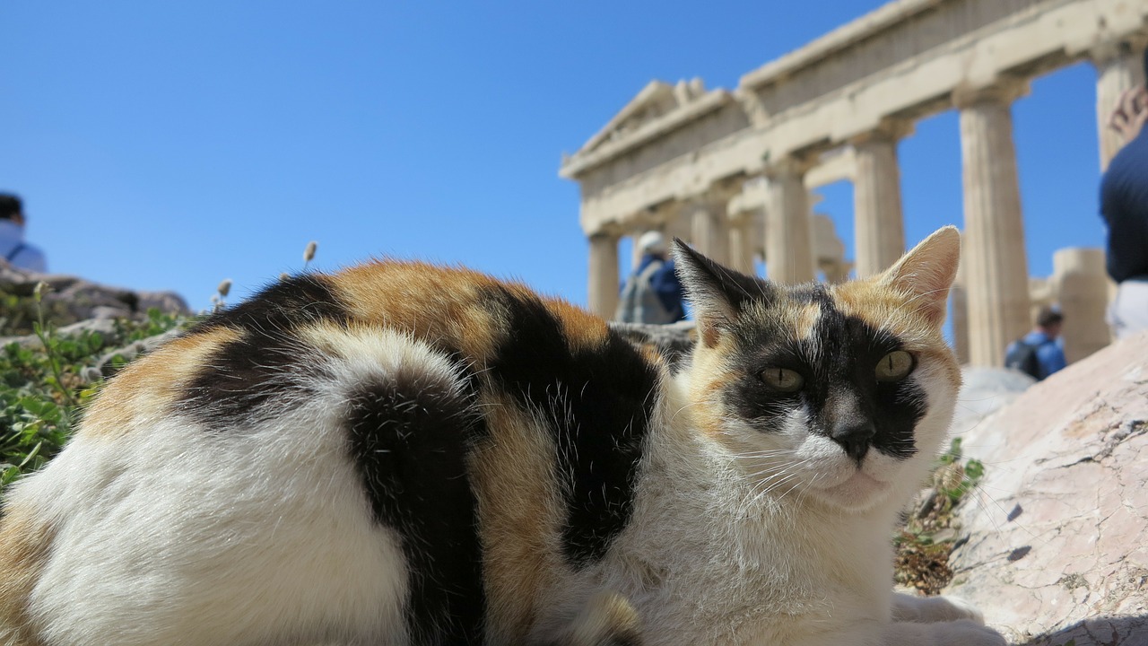 Katė, Akropolis, Šventykla, Nemokamos Nuotraukos,  Nemokama Licenzija