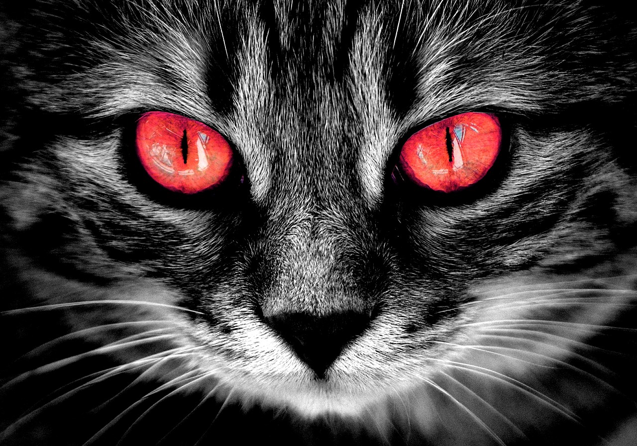 Katė, Creepy, Ugnies Raudonos Akys, Keista, Siaubas, Nemokamos Nuotraukos,  Nemokama Licenzija