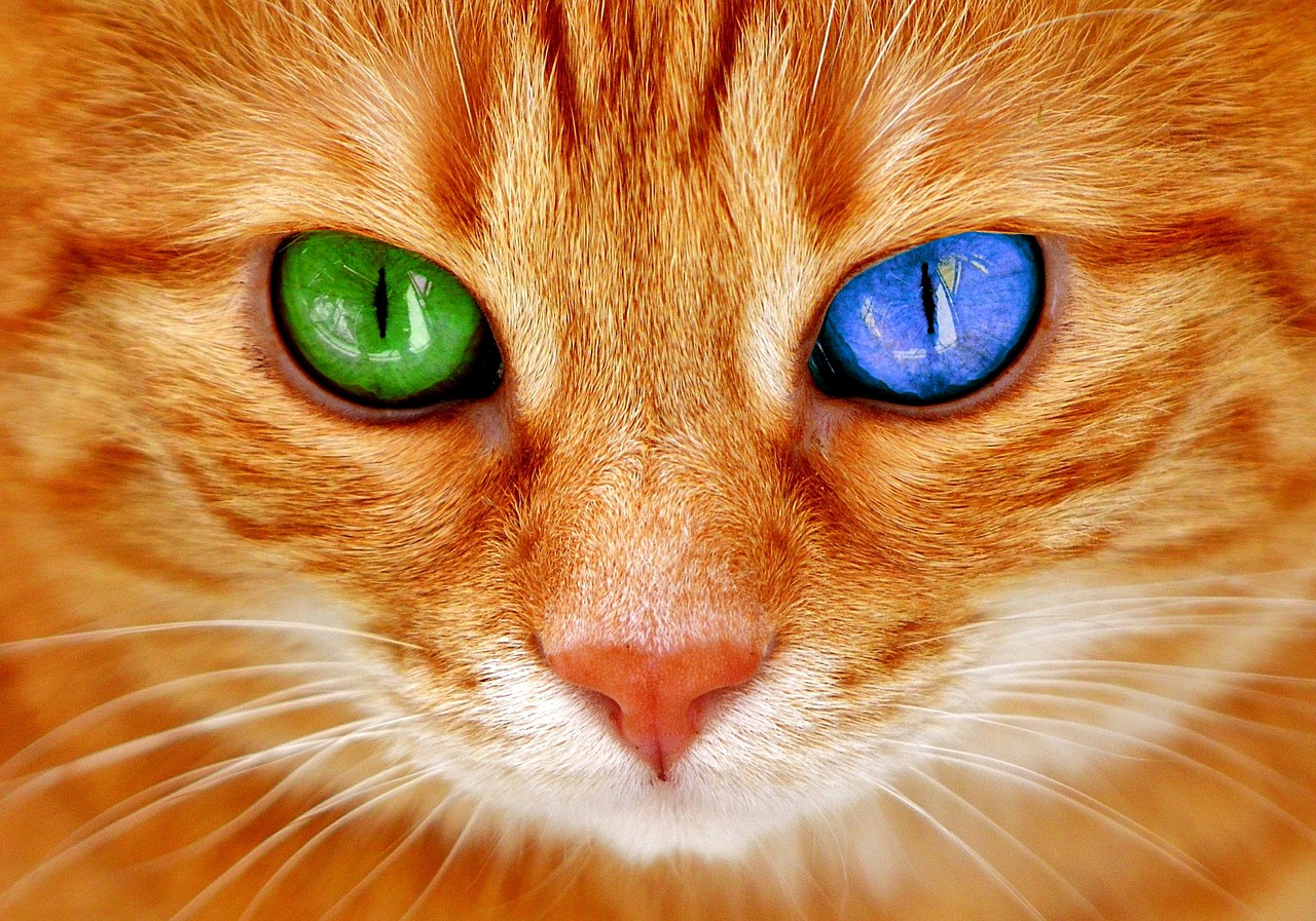 Katė, Akys, Bi Spalva, Mėlynas, Žalias, Katės Akys, Veidas, Tigras, Skumbrė, Raudona Katė