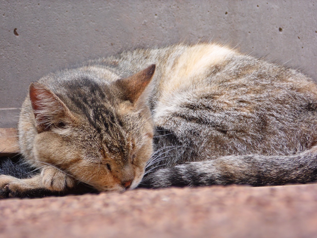 Katė, Miega, Miegoti, Kačių, Naminiai Gyvūnai, Nemokamos Nuotraukos,  Nemokama Licenzija