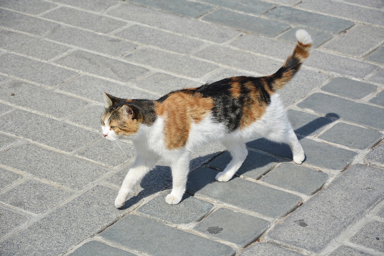 Katė, Istanbulas, Sultanahmet, Nemokamos Nuotraukos,  Nemokama Licenzija