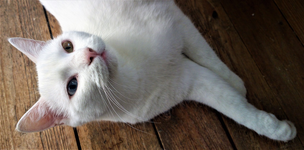 Katė, Balta Katė, Pussycat, Kačių Veido, Kačių, Balta, Katės, Gyvūnai, Miela Katė, Augintiniai