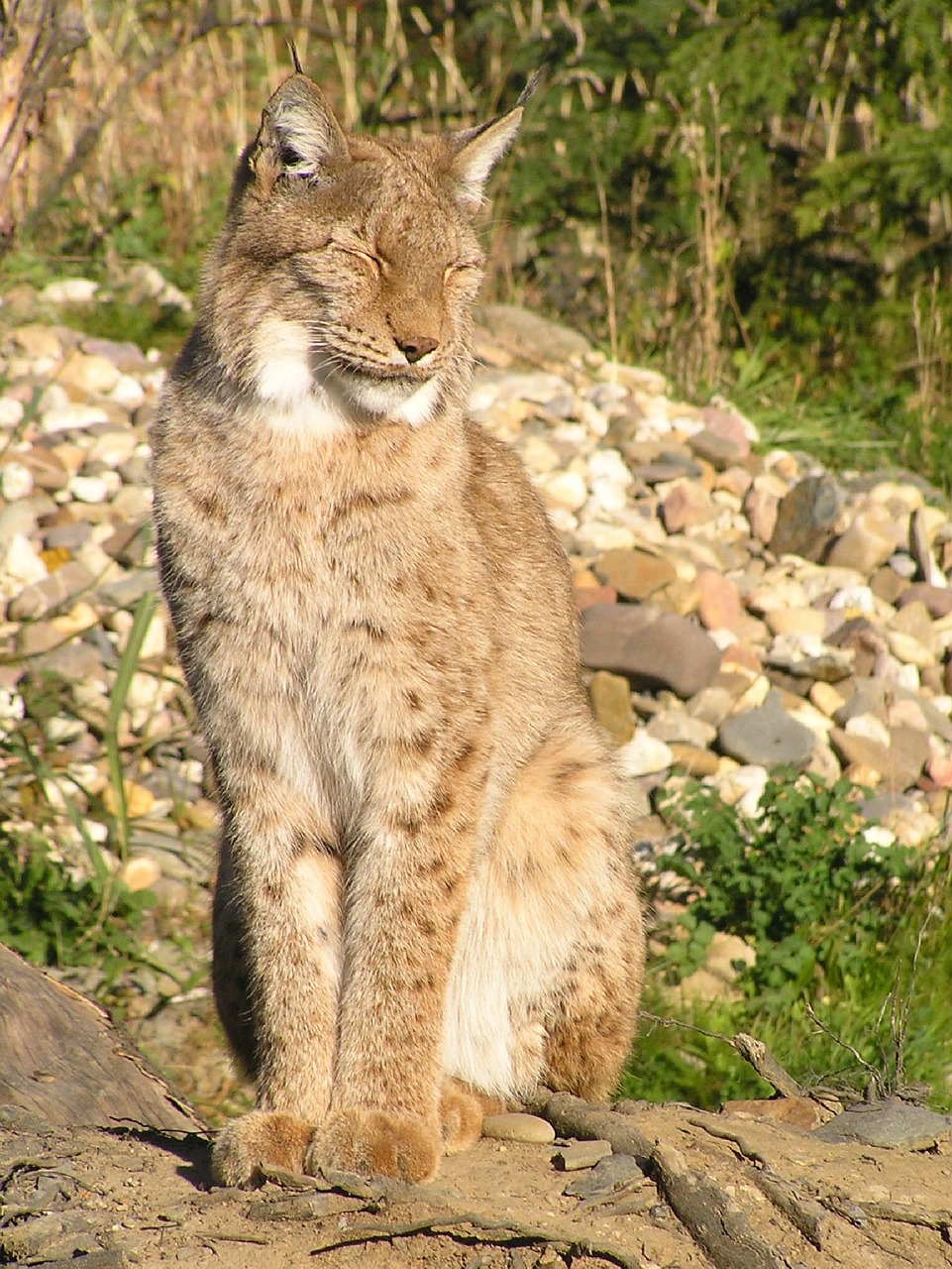 Katė, Gyvūnas, Zoologijos Sodas, Plėšrūnas, Mėsėdžiai, Padaras, Pavojingas, Gyvūnų Pasaulis, Žinduolis, Portretas