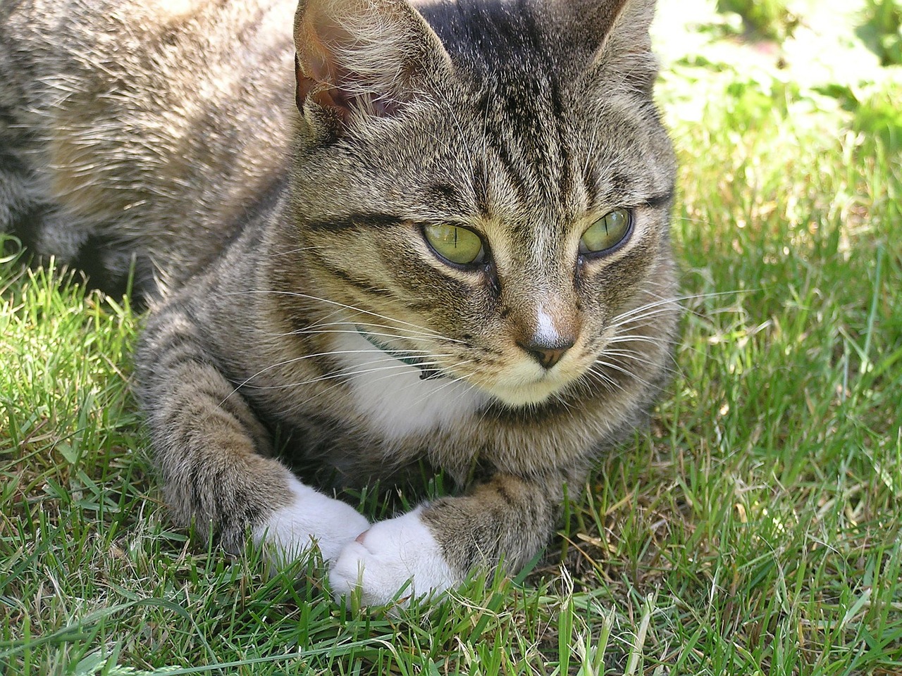 Katė, Kačiukas, Akys, Katės Akys, Naminis Gyvūnėlis, Atrodo, Gyvūnas, Tomcat, Kailis, Gyvūnai