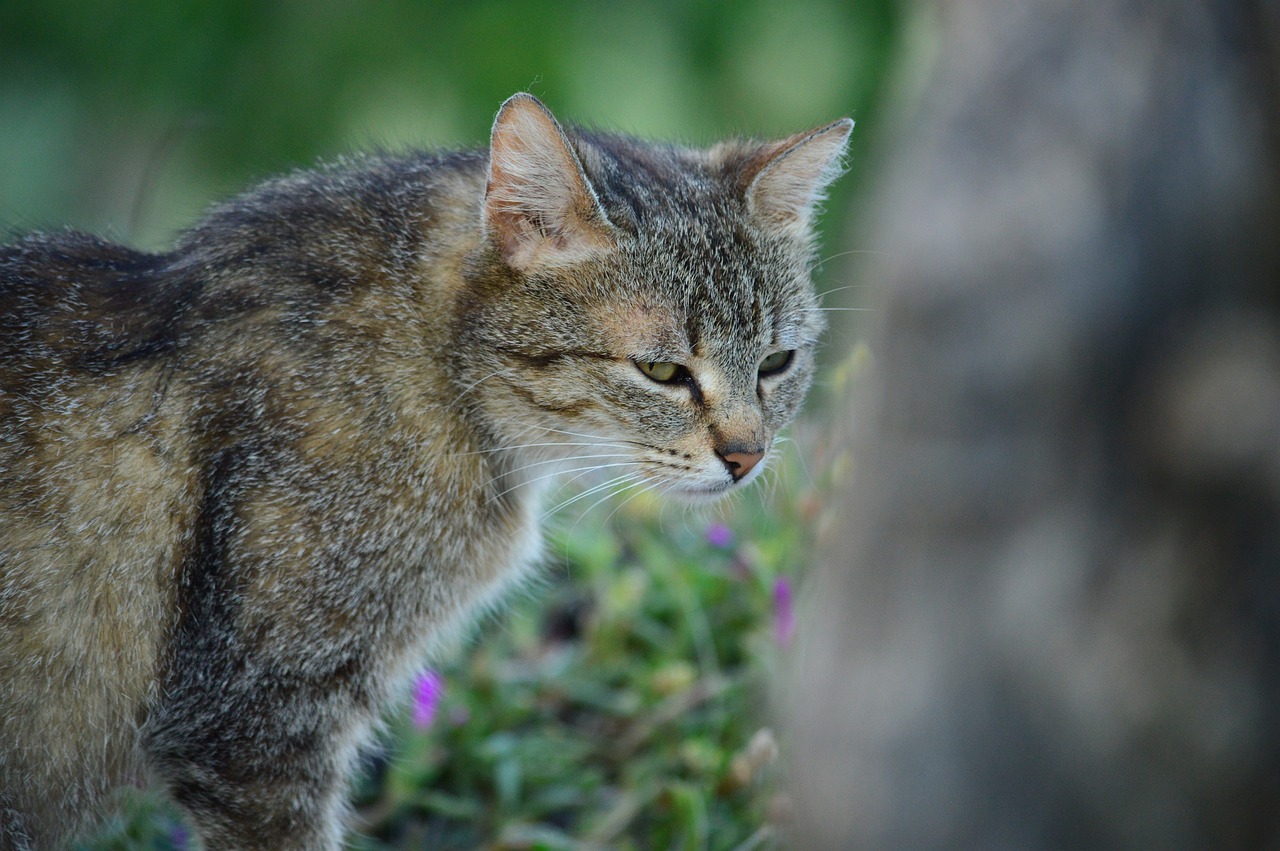 Katė, Kačių, Naminis Gyvūnėlis, Naminis Katinas, Kalio Katė, Felina, Kačiukas, Miao, Kačių Kolonija, Gyvūnai