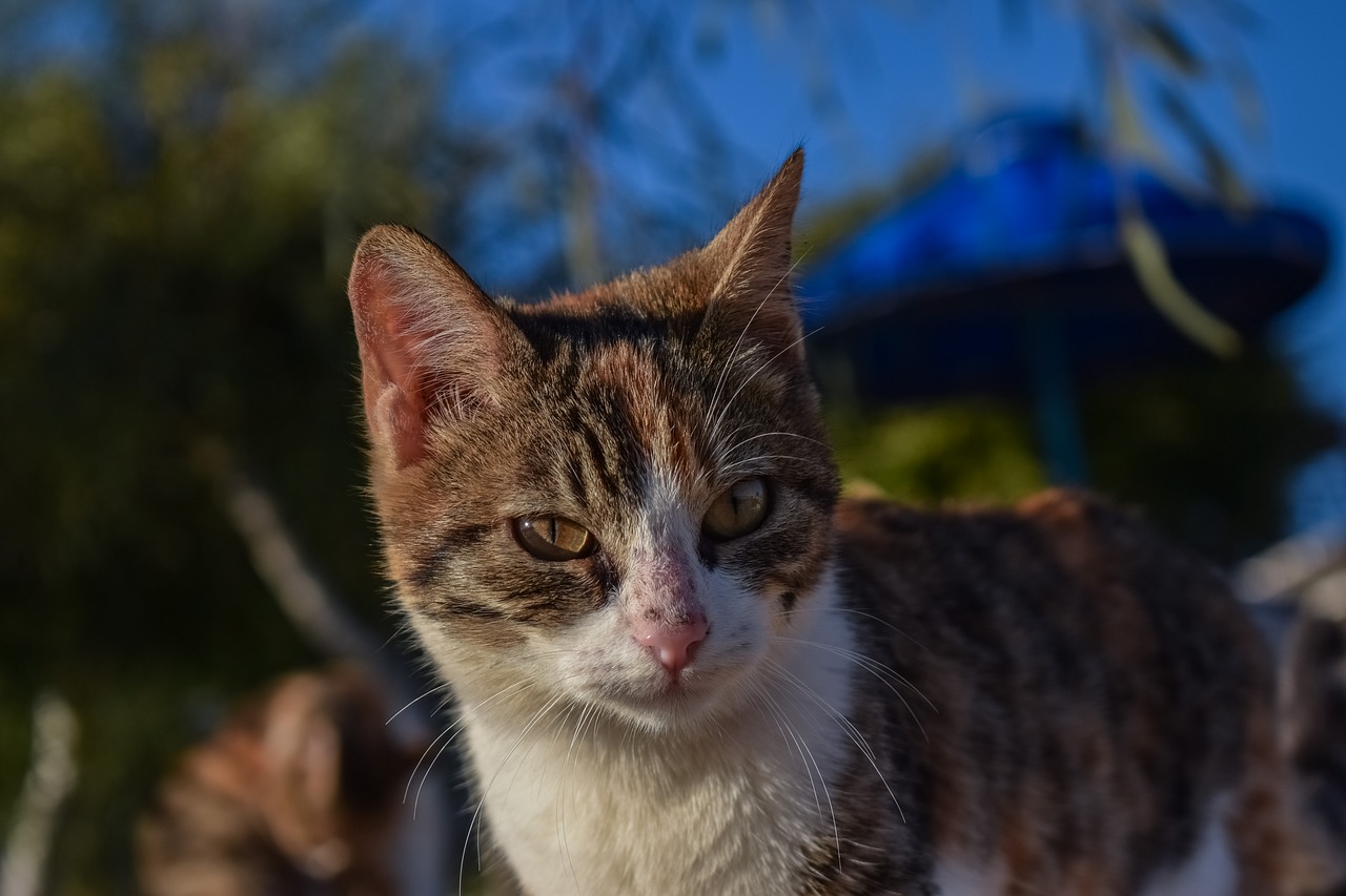 Katė, Bjaurus, Gyvūnas, Mielas, Veidas, Akys, Gatvė, Portretas, Lauke, Kačiukas