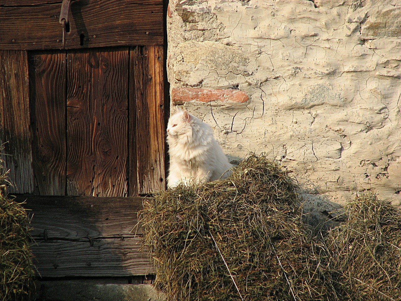 Katė, Kačiukas, Ūkis, Šienas, Kačių, Kačiukas, Pūkuotas, Naminis Gyvūnėlis, Gyvūnas, Vidaus