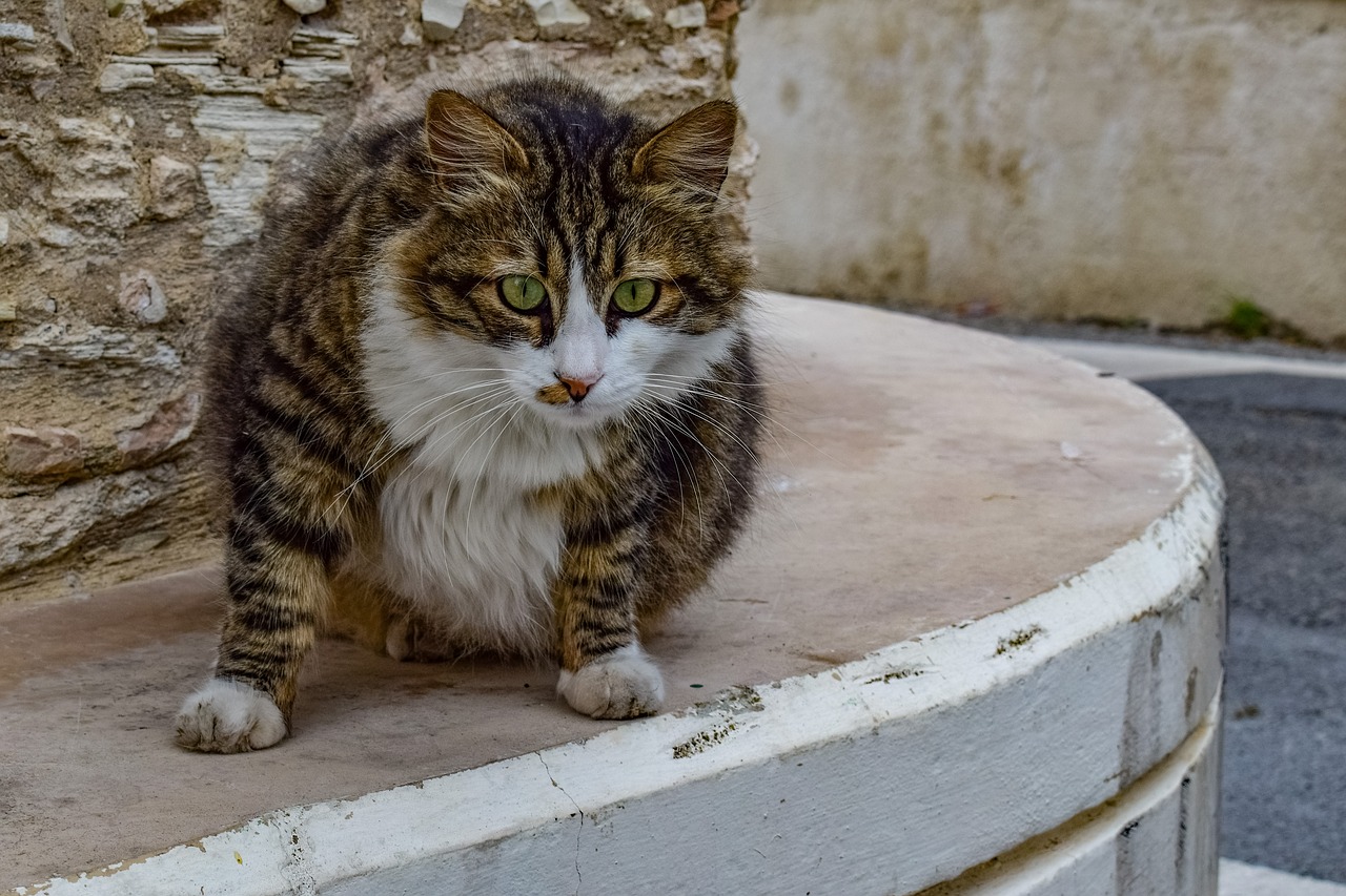 Katė,  Bjaurus,  Gyvūnas,  Mielas,  Įdomu,  Gatvė,  Kaimas,  Kipras,  Be Honoraro Mokesčio, Nemokamos Nuotraukos