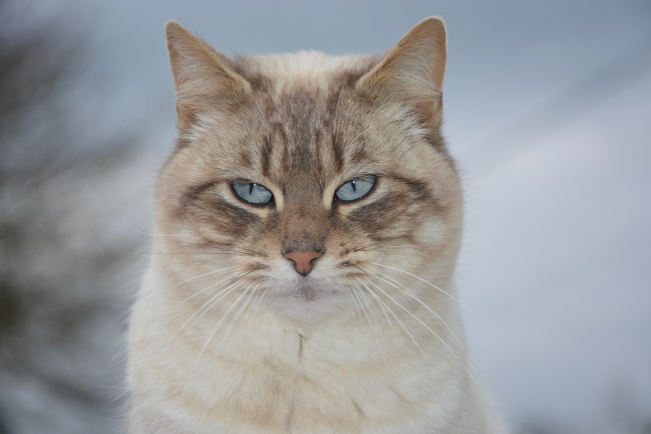 Katė,  Pussy Nala,  Mėlynos Akys,  Mielas,  Žinduolis,  Naminis Gyvūnas,  Gamta,  Kačių Akys,  Be Honoraro Mokesčio, Nemokamos Nuotraukos