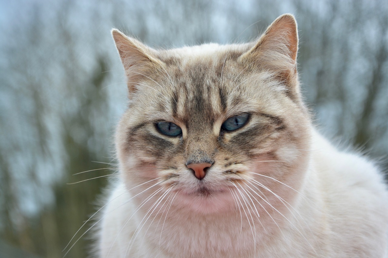 Katė,  Pussy Nala,  Portretas Akys Mėlynos Spalvos,  Mėlynos Akys,  Naminis Gyvūnas,  Naminis Gyvūnėlis,  Mielas,  Kačių,  Gyvūnas,  Be Honoraro Mokesčio