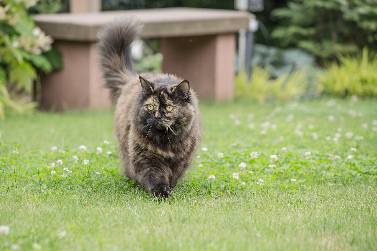 Katė,  Didžiosios Britanijos Longhair,  Veisti Katė,  Žolė,  Gyvūnas,  Žinduolis,  Pobūdį,  Sodas,  Augintinė,  Naminė Katė