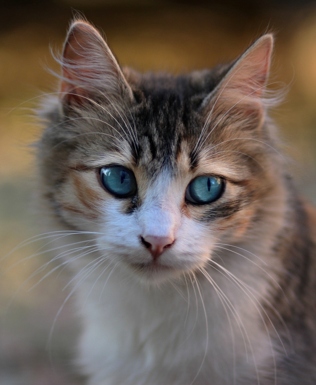 Katė,  Mėlynos Akys,  Apie,  Glamonėti, Nemokamos Nuotraukos,  Nemokama Licenzija
