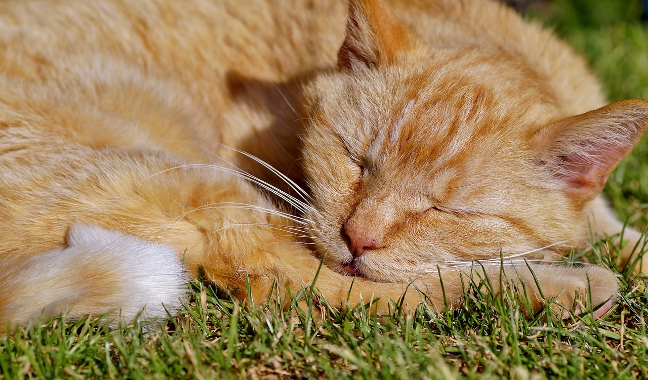 Katė,  Miega,  Tomcat,  Redheaded,  Poilsio,  Miegoti,  Ne Pažadinti,  Namai,  Augintinė,  Netrukdyti