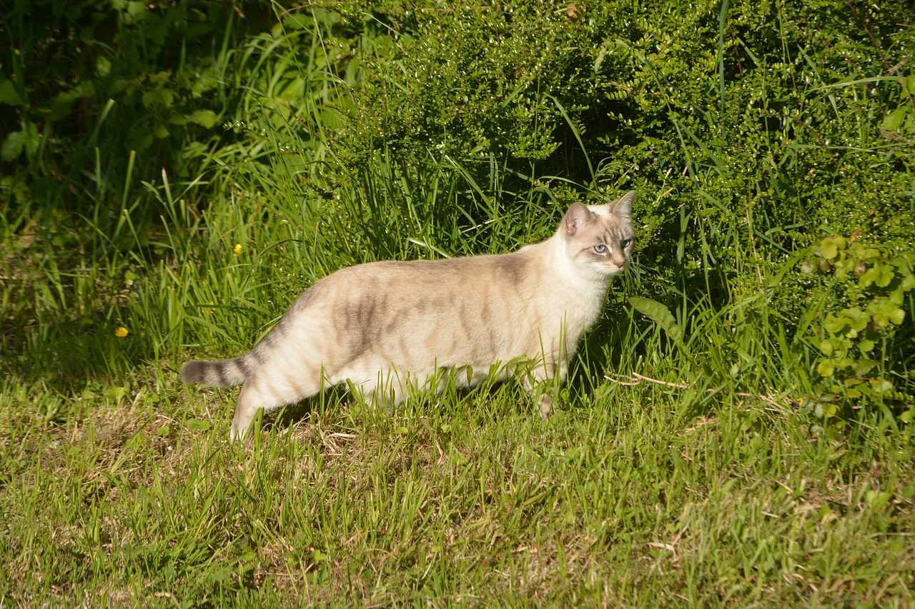 Katė,  Pūlingas Godinette,  Kačių,  Naminis Gyvūnas,  Gyvūnas,  Pūlingas,  Augintiniai,  Žinduolis,  Ūsai,  Portretas