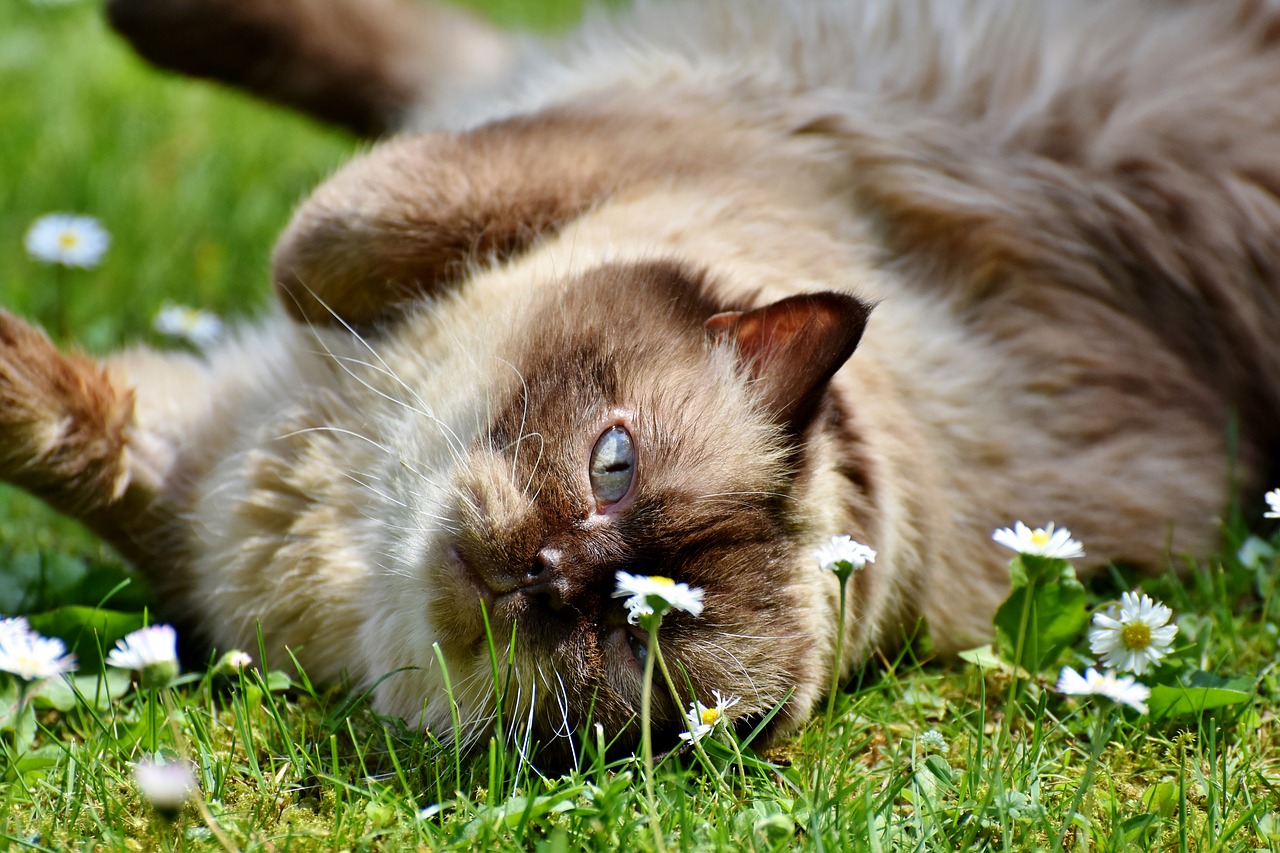 Katė,  Veisti Katė,  British Shorthair,  Mieze,  Britų Trumpaplaukių Kačių,  Grynaveislius,  Trumpi Plaukai,  Kailiai,  Mielas, Nemokamos Nuotraukos