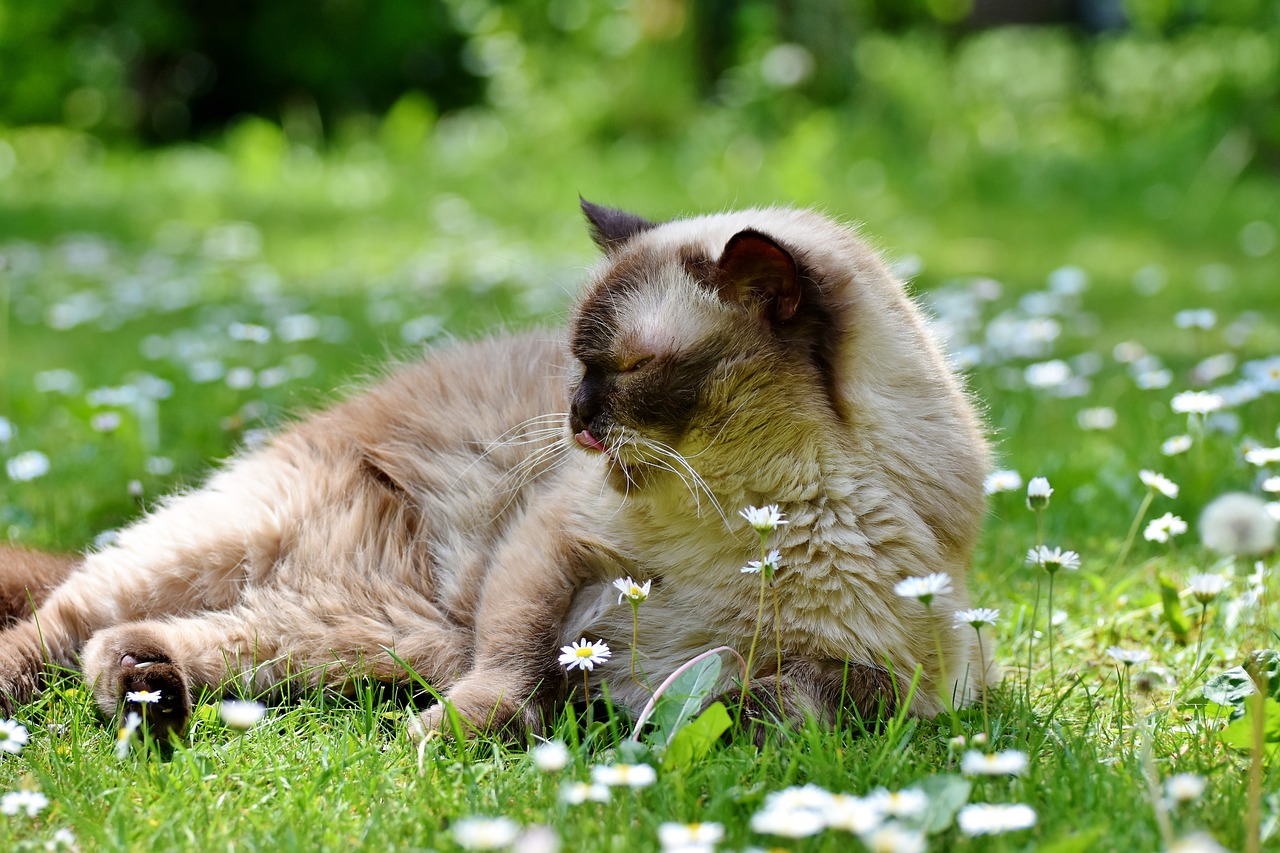 Katė,  Veisti Katė,  British Shorthair,  Mieze,  Britų Trumpaplaukių Kačių,  Grynaveislius,  Trumpi Plaukai,  Kailiai,  Mielas, Nemokamos Nuotraukos