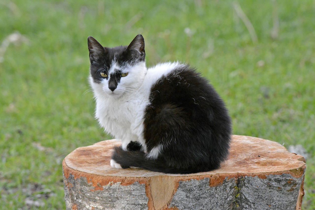 Katė,  Augintinė,  Kačiukas,  Mielas,  Kitty,  Žavinga,  Kailiai,  Portretas,  Juoda Balta,  Purus