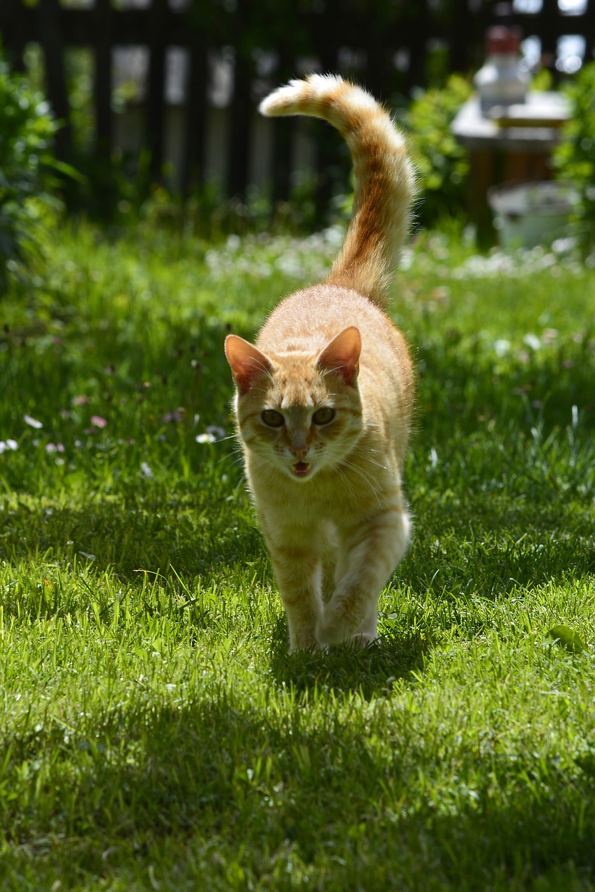 Katė,  Augintinė,  Gyvūnas,  Kačiukas,  Kačių,  Kitty,  Žavinga,  Purus,  Oranžinė,  Medžioti