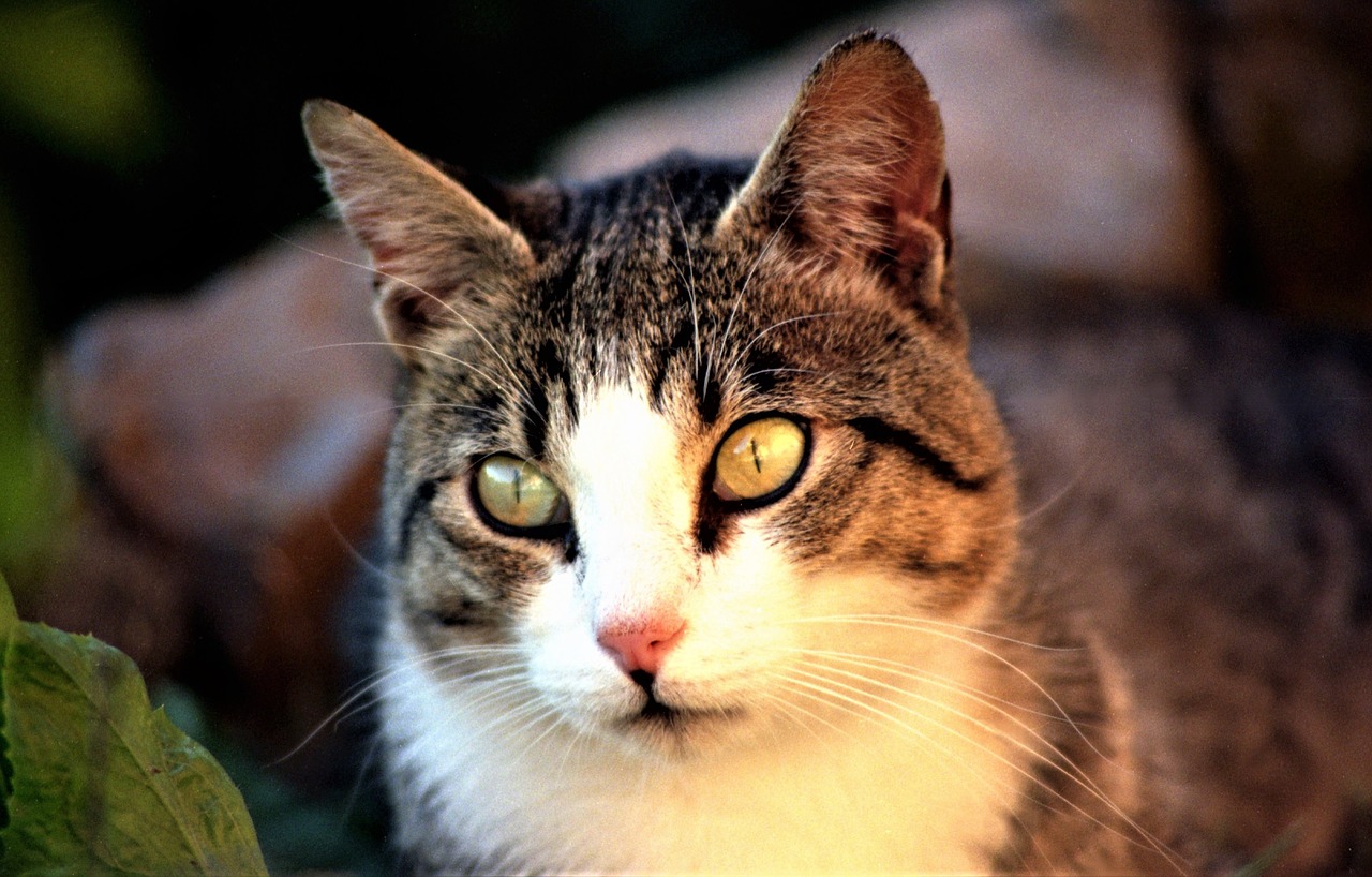 Katė,  Wildcat,  Kačių Europos,  Naminė Katė, Nemokamos Nuotraukos,  Nemokama Licenzija
