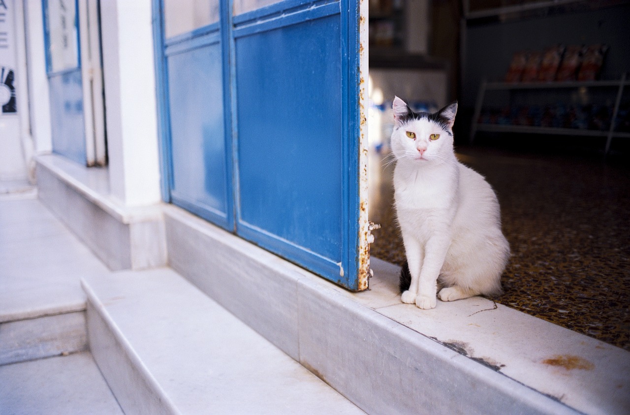 Katė,  Augintinė,  Gyvūnas,  Gatvė,  Graikija,  Ios,  Cyclades,  Viduržemio Jūros,  Sala,  Turizmas