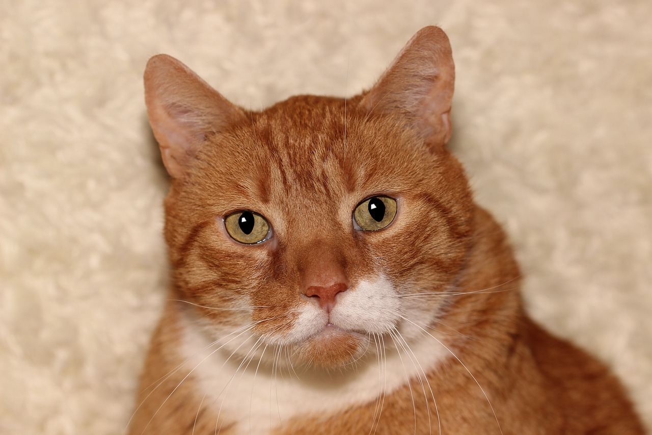 Red pets. Кошачья голова рыжая. Кошка красная белые точками. Рыжий котёнок в портертном режиме. Портрет кошки фото.