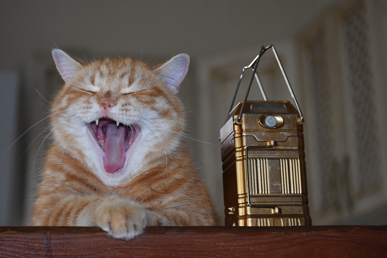 Katė,  Redhead,  Namai,  Darling,  Augintinė,  Mielas,  Gyvūnai,  Portretas,  Svajoti,  Yawns