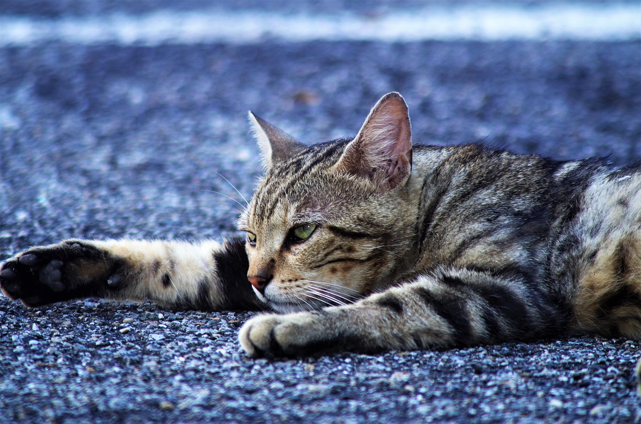 Katė,  Kačių Europos,  Calico Cat,  Benamė Katė, Nemokamos Nuotraukos,  Nemokama Licenzija