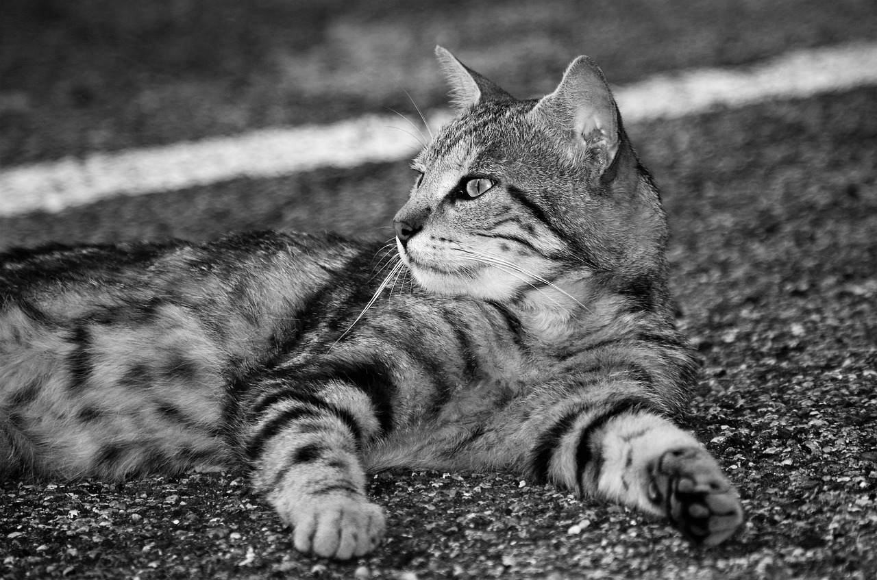 Katė,  Kačių Europos,  Calico Cat,  Benamė Katė, Nemokamos Nuotraukos,  Nemokama Licenzija