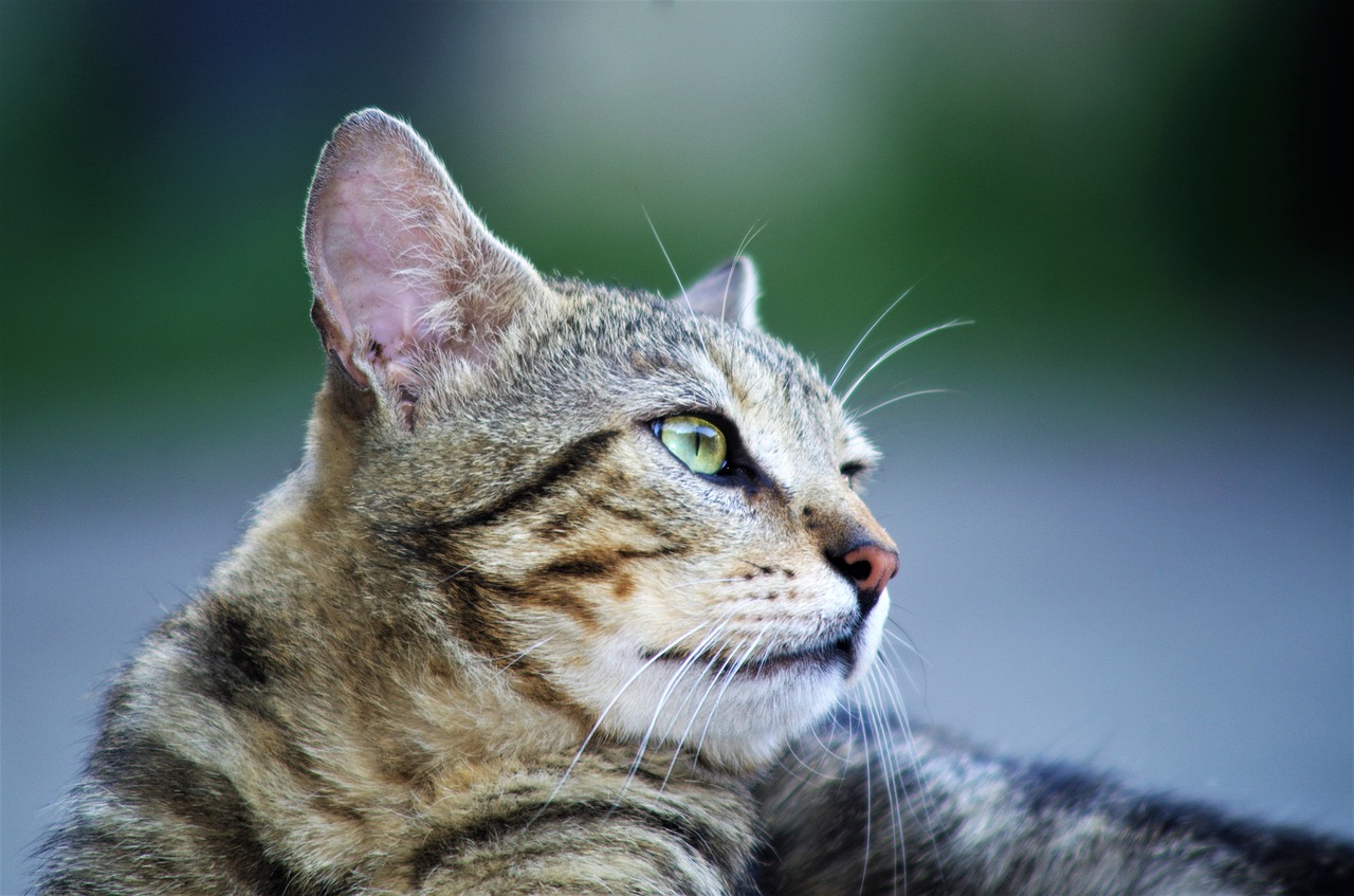 Katė,  Kačių Europos,  Calico Cat,  Benamė Katė, Nemokamos Nuotraukos,  Nemokama Licenzija