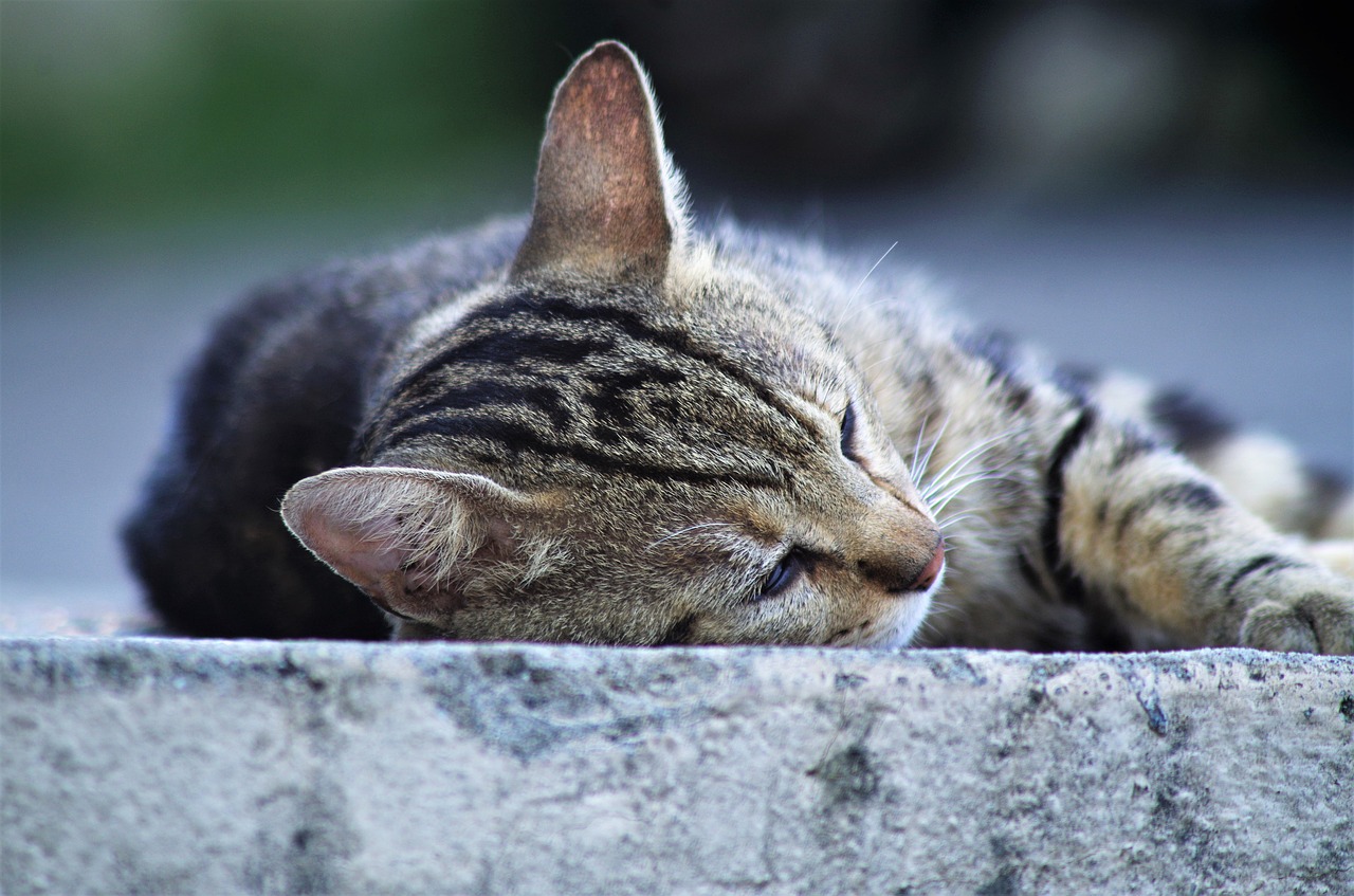 Katė,  Kačių Europos,  Calico Cat,  Benamė Katė, Nemokamos Nuotraukos,  Nemokama Licenzija