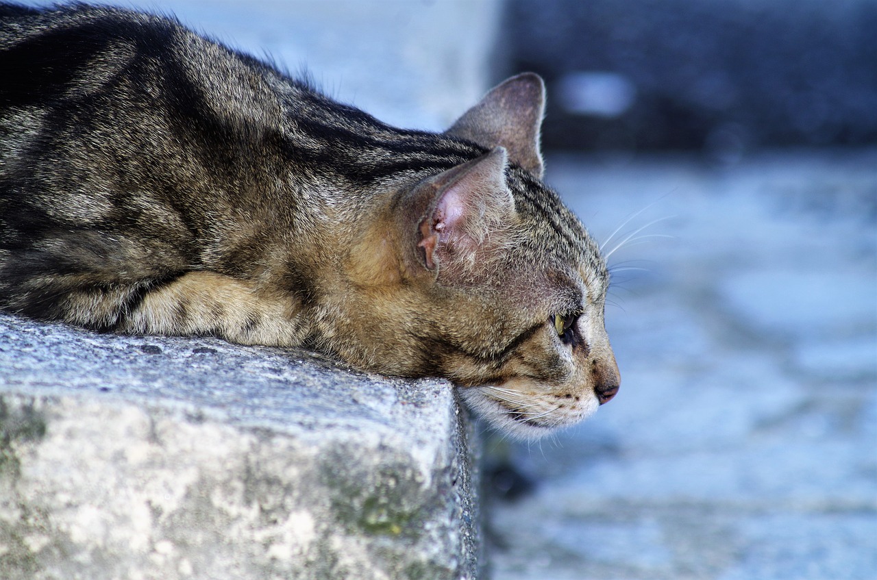 Katė,  Kačių Europos,  Calico Cat,  Benamė Katė, Nemokamos Nuotraukos,  Nemokama Licenzija