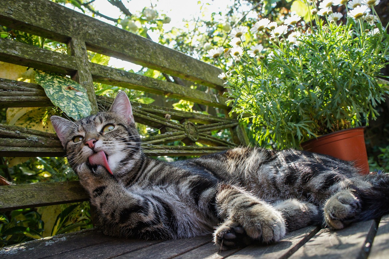 Katė,  Katės,  Kojos,  Lyžis,  Namas Kačių,  Kačių,  Gyvūnas,  Augintinė,  Žaismingas,  Pobūdį