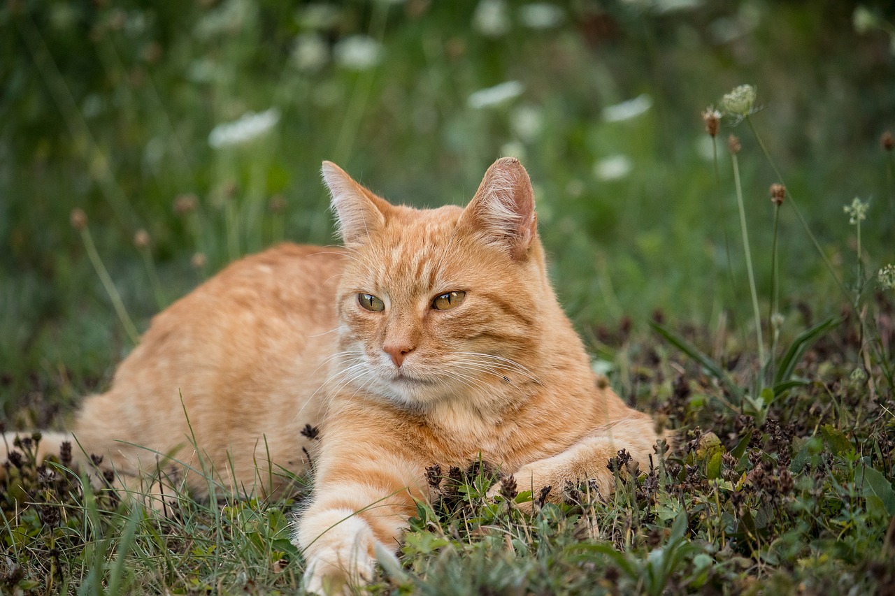 Katė,  Naminė Katė,  Gyvūnijos Pasaulyje,  Žinduolis,  Gyvūnas,  Meadow,  Skumbrės,  Mieze, Nemokamos Nuotraukos,  Nemokama Licenzija