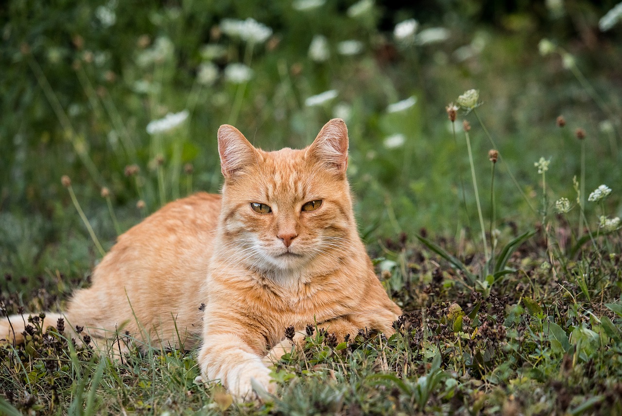 Katė,  Naminė Katė,  Gyvūnijos Pasaulyje,  Žinduolis,  Gyvūnas,  Meadow,  Skumbrės,  Mieze, Nemokamos Nuotraukos,  Nemokama Licenzija