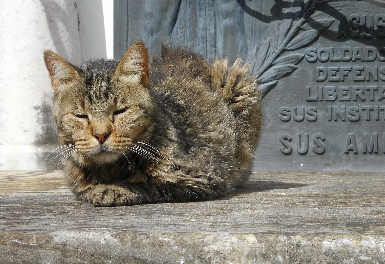 Katė, Kapinės, Taika, Miega, Saulėtas, Kačių, Laukiniai, Poilsis, Atrodo, Nemokamos Nuotraukos